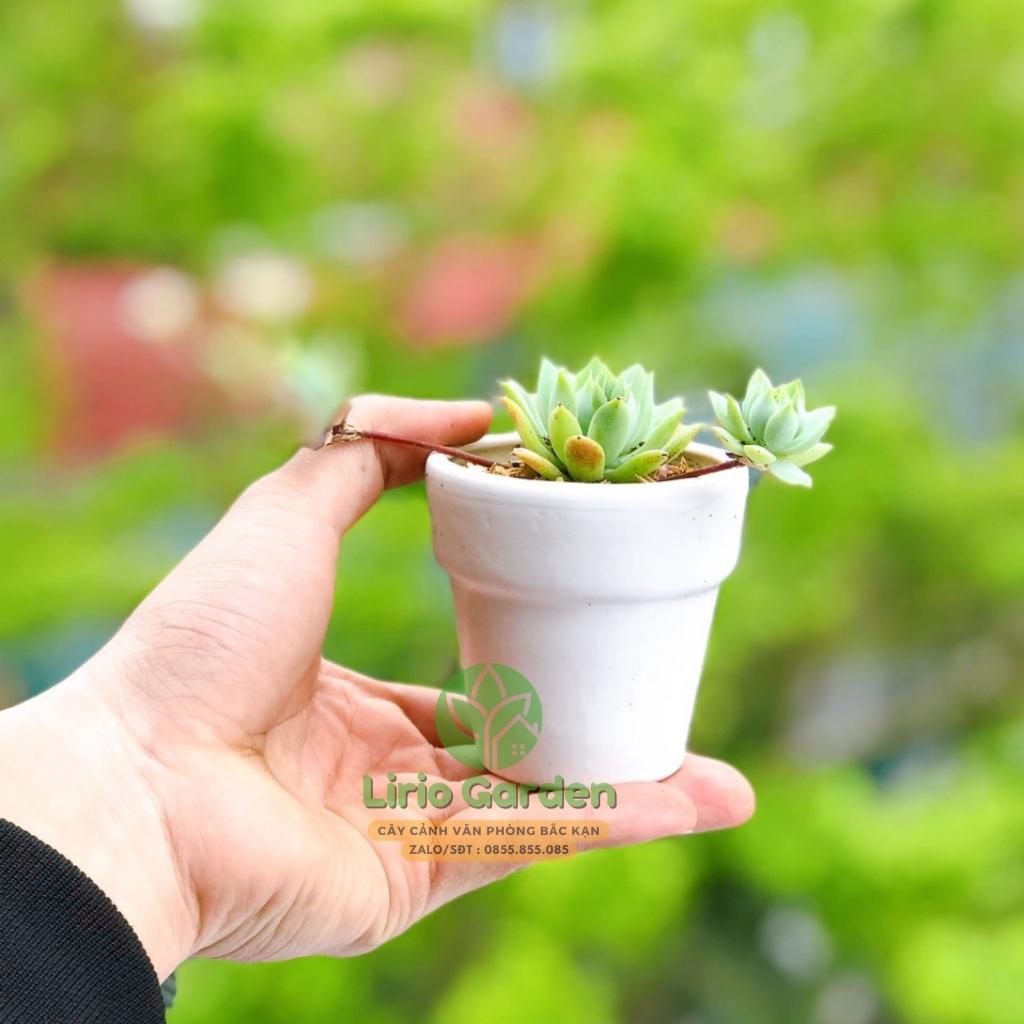 Cây sen đá kèm chậu đất nung hoặc chậu sứ [ gửi cây ngẫu nhiên ]