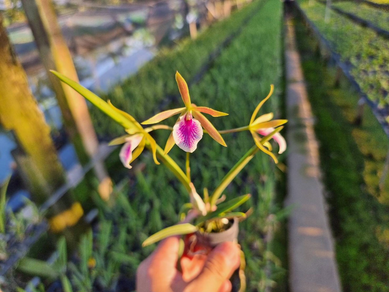 Hoa lan đuôi công cây giống Cao 7-12Cm