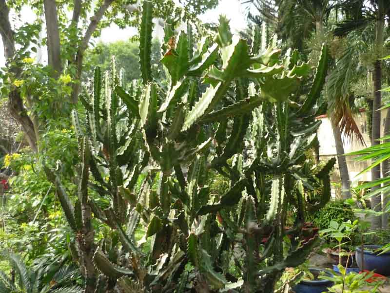 xương rồng ba cạnh ( xương rồng ông) - 1 thân
