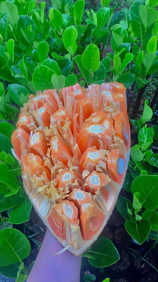 Mít Ruột Đỏ Indo Pt79 Trồng Chậu
