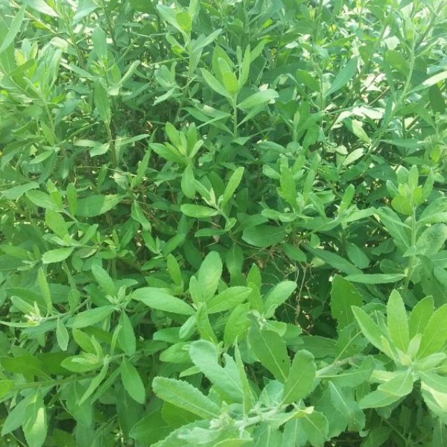 CÂY CÚC TẦN (CÂY ĐẠI BI , CÂY TỪ BI XANH)- CÂY GIỐNG