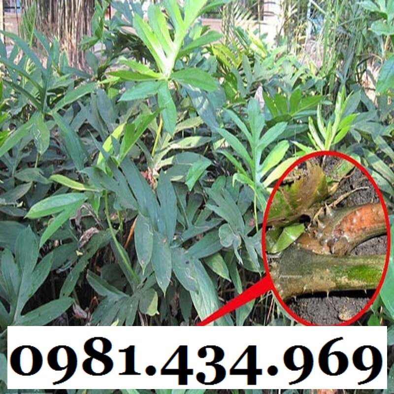Củ Mướp Gai (Móp Gai, Ráy Gai) Khô 1KG CHuẩn Đẹp