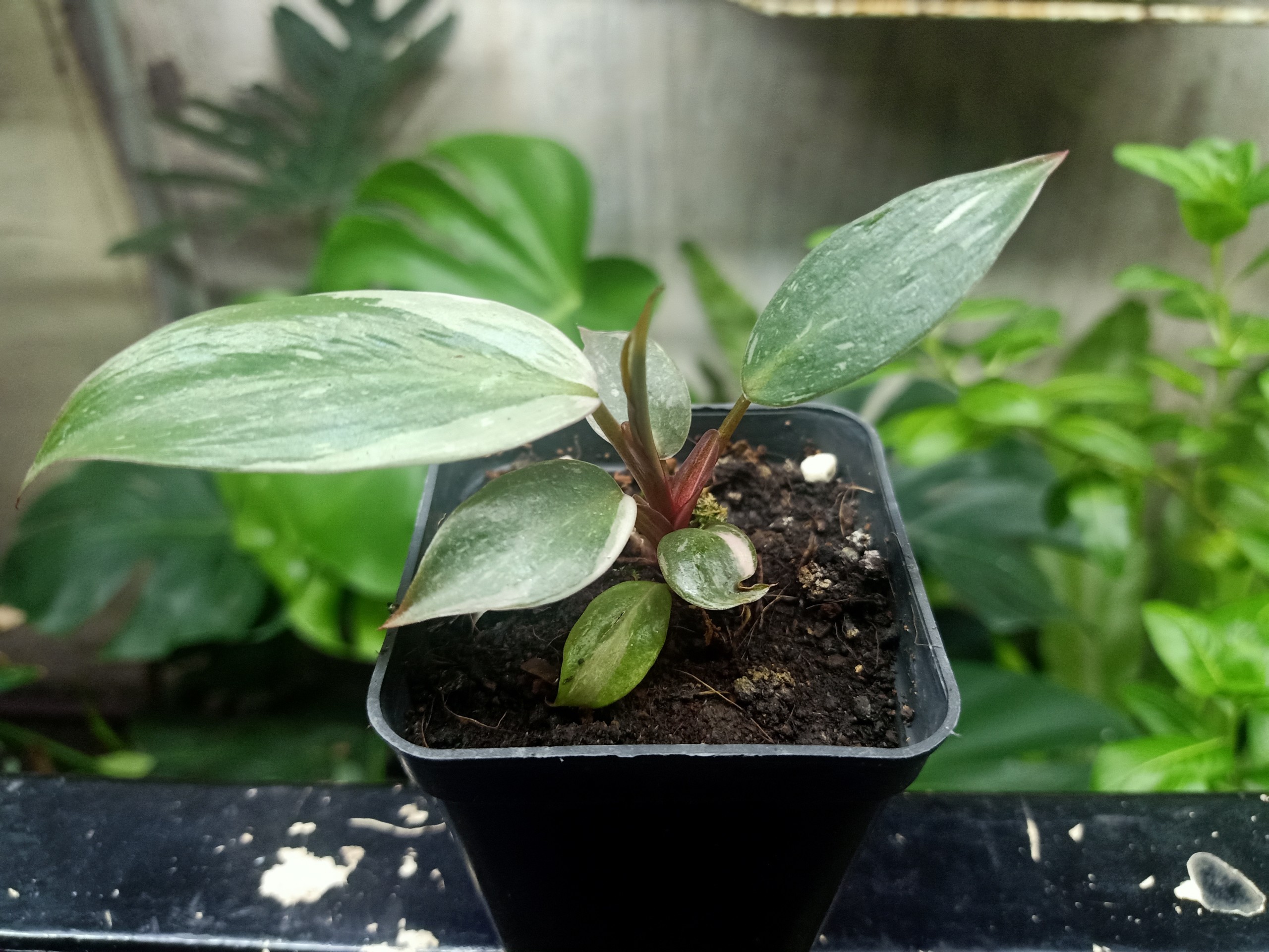 Công Chúa Hồng (Philodendron pink princess)