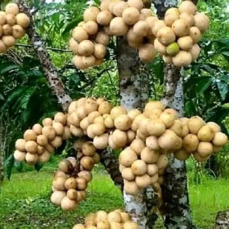 CÂY GIỐNG BÒN BON THÁI- cây cao 50-65cm