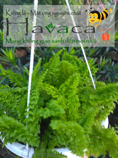 Combo cây trần dương xỉ nữ hoàng và dạ quang