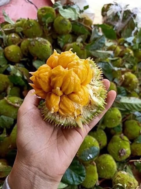 Cây giống mít ấn độ qủa nhỏ siêu thơm