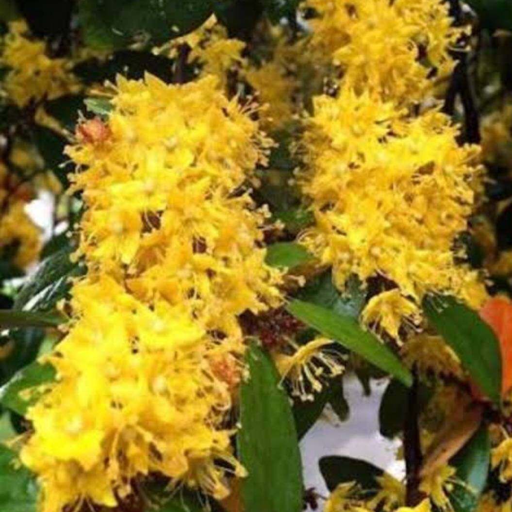 อันดับหนึ่ง 103+ ภาพพื้นหลัง รูปดอกรวงผึ้ง อัปเดต