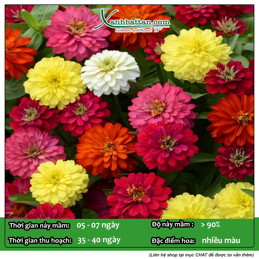 Hạt Giống Hoa Cúc Lá Nhám Gói 1 Gram