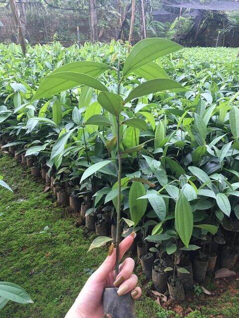Cây giống cây quế lấy vỏ siêu kinh tế
