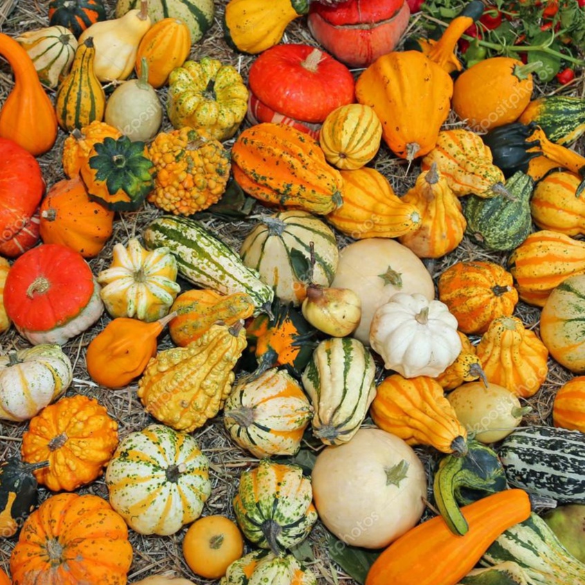 Hạt giống Bí Ngô tí hon, ( bí đỏ mini ) - H2T FARM