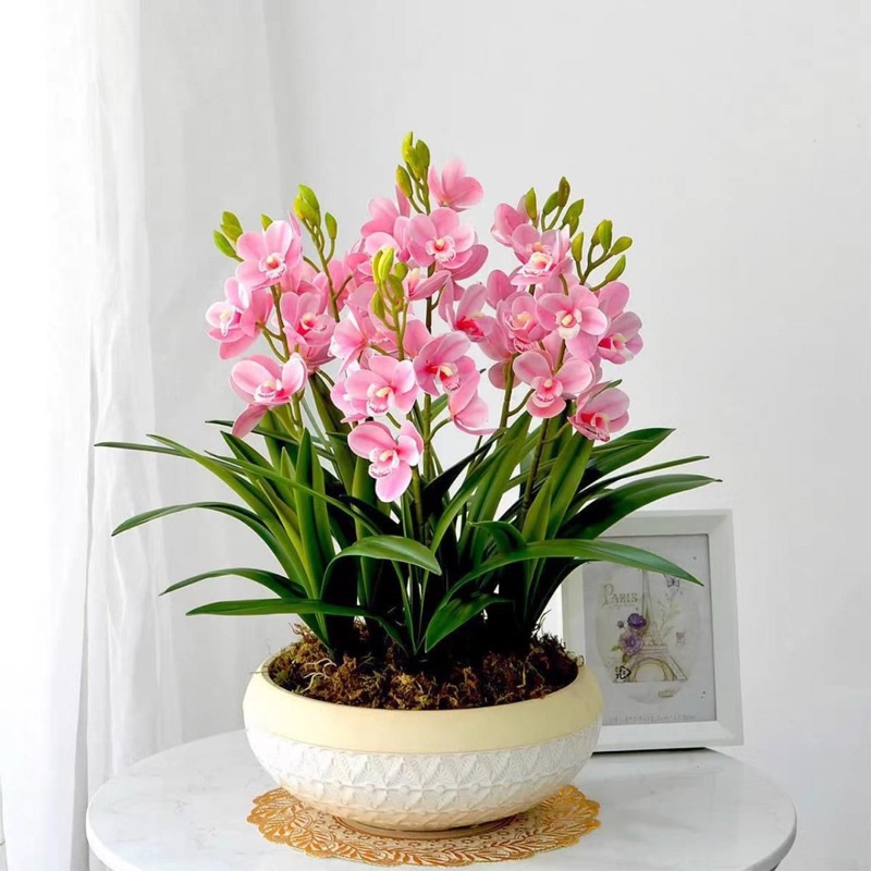 Củ giống hoa lan thanh Nga(1củ)