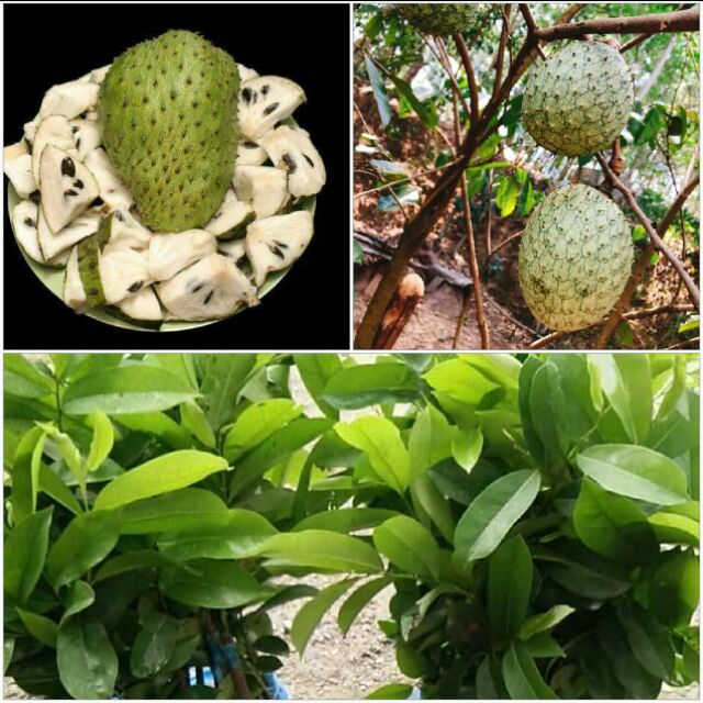 cây giống mãng cầu xiêm thái