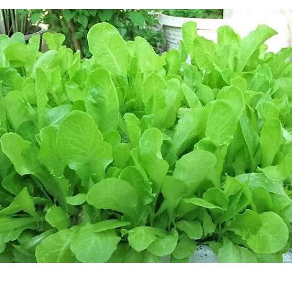 Hạt Giống Xà Lách Baby Ăn Non 10gr