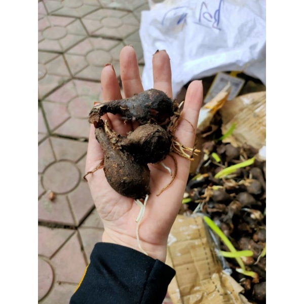 Củ hoa bỉ ngạn - Giống Hoa Cảnh Nhập Khẩu