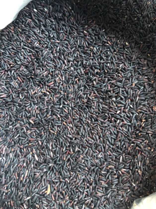 GẠO TÍM THAN SÓC TRĂNG (túi hút chân không hoặc túi zip 1kg - loại ngon)