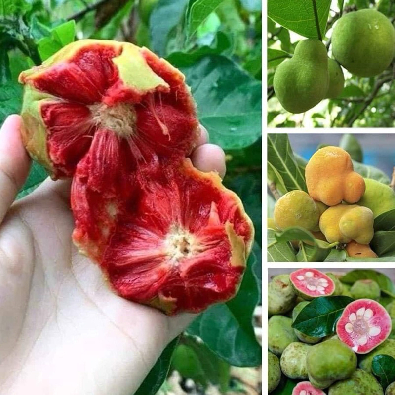 Cây giống chay ruột đỏ