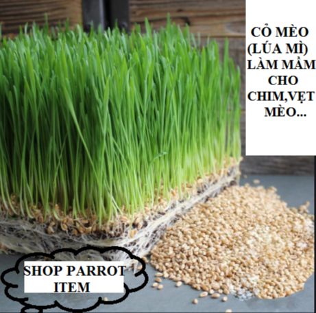 1KG HẠT LÚA MÌ LÀM MẦM CÂY CHO CHIM,VẸT VÀ YẾN PHỤNG