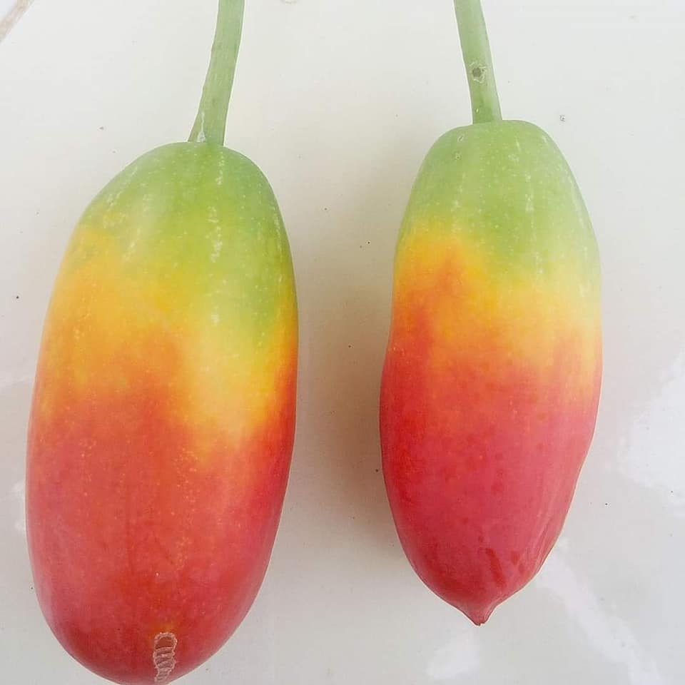 Hạt giống Cây Bình Bát Dây - gói 20 hạt