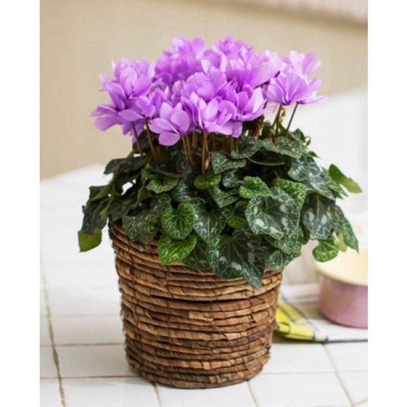 Củ hoa anh thảo(1 củ) HOA TẾT