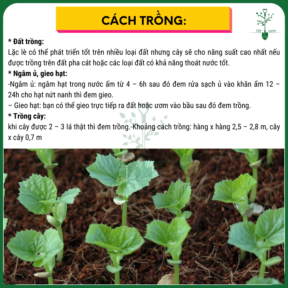 Hạt Giống Lặc Lày Mướp Nhật