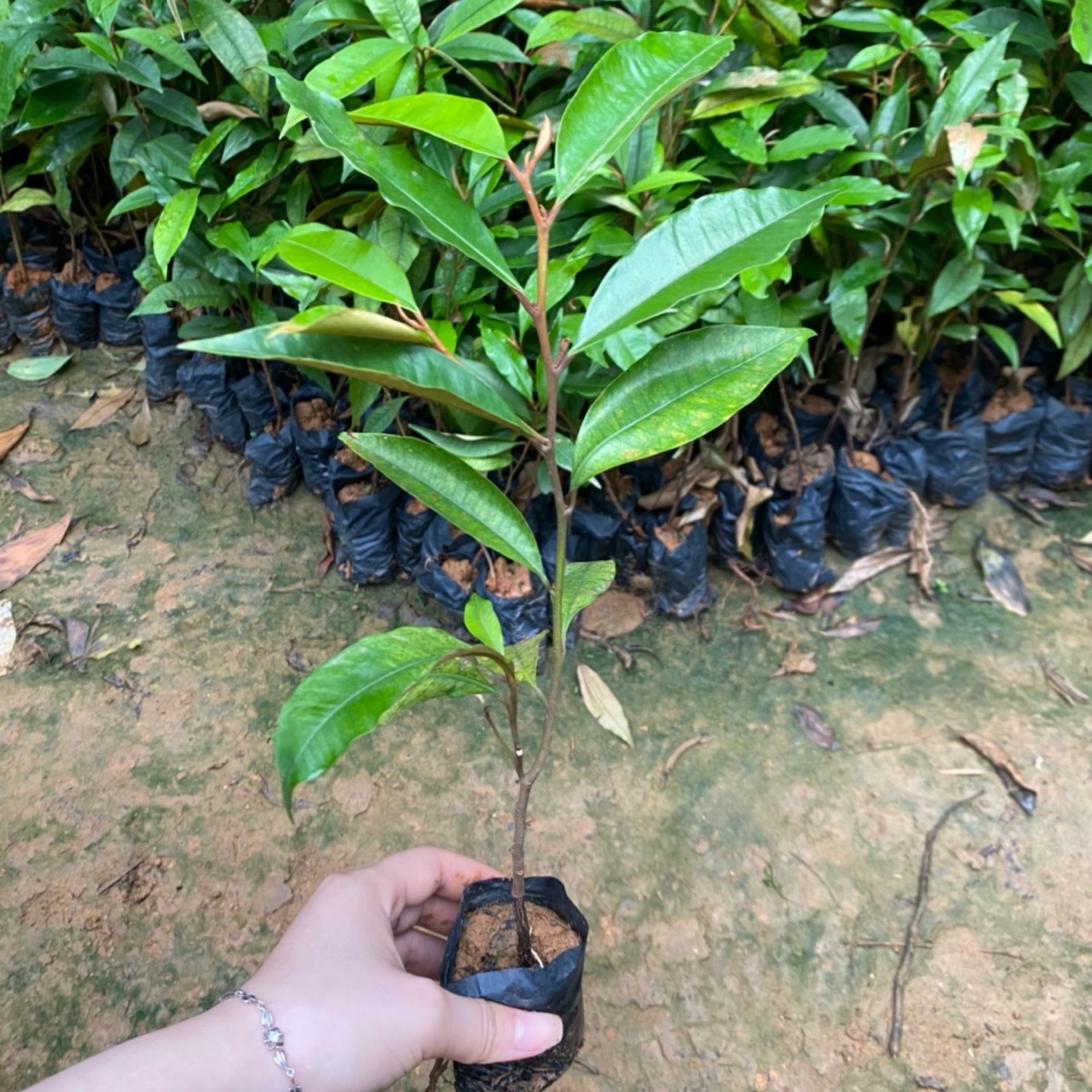 Cây vú sữa tím cao 25-50cm