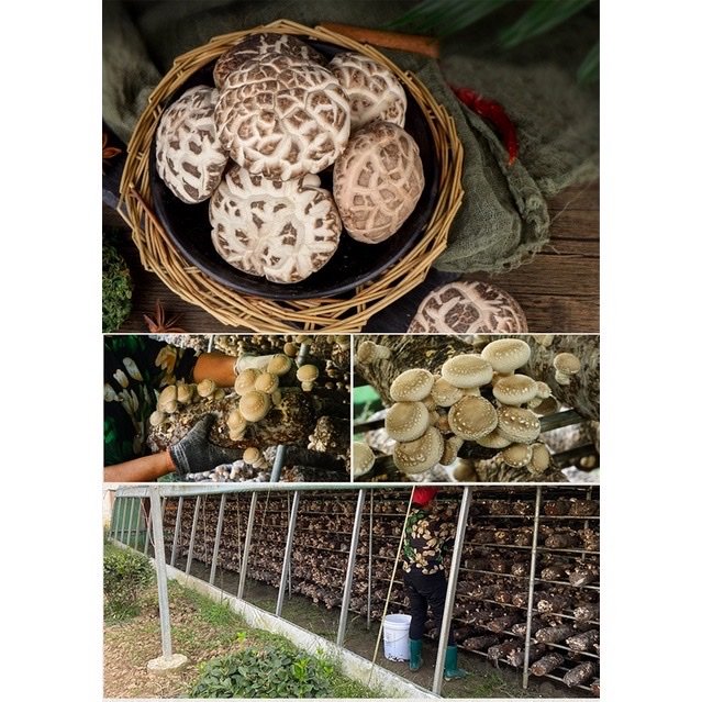 Nấm Đông Cô Trắng Nhật Bản 500g