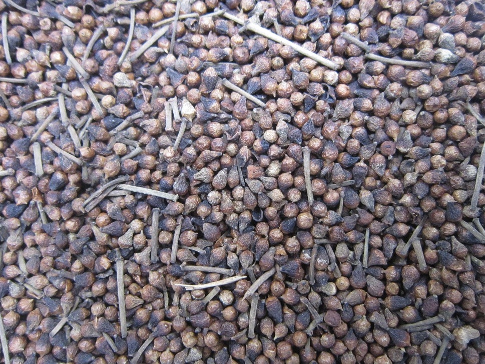 nụ vối có lợi cho sức khoẻ