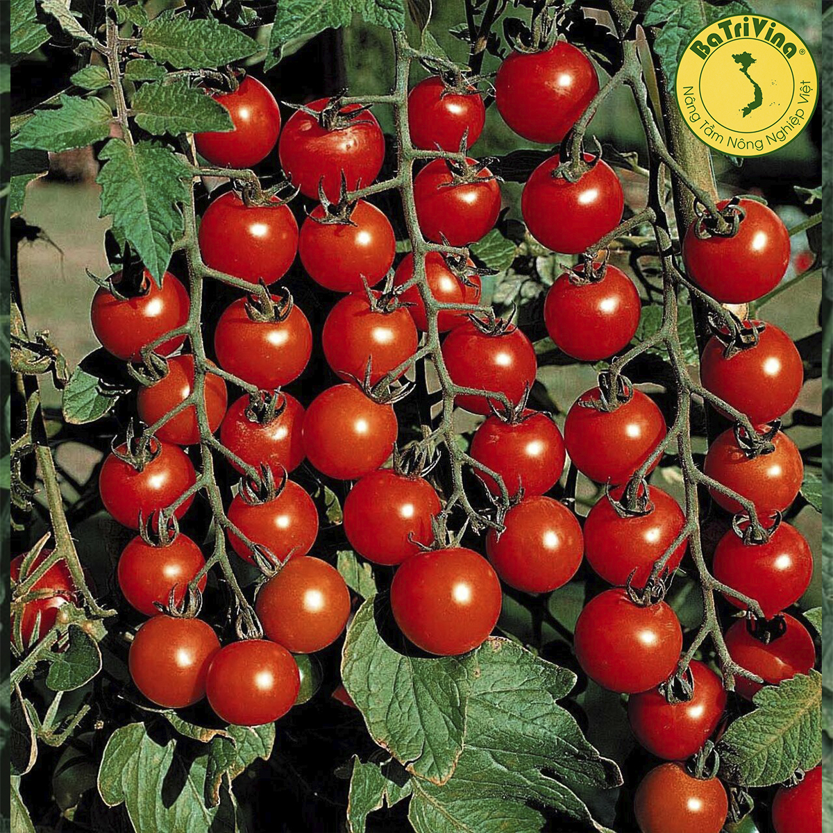 Cây giống cà chua trái cây siêu ngọt SUPER SWEET - cà chua bi ngọt nhất trong các loại cà chua trái cây