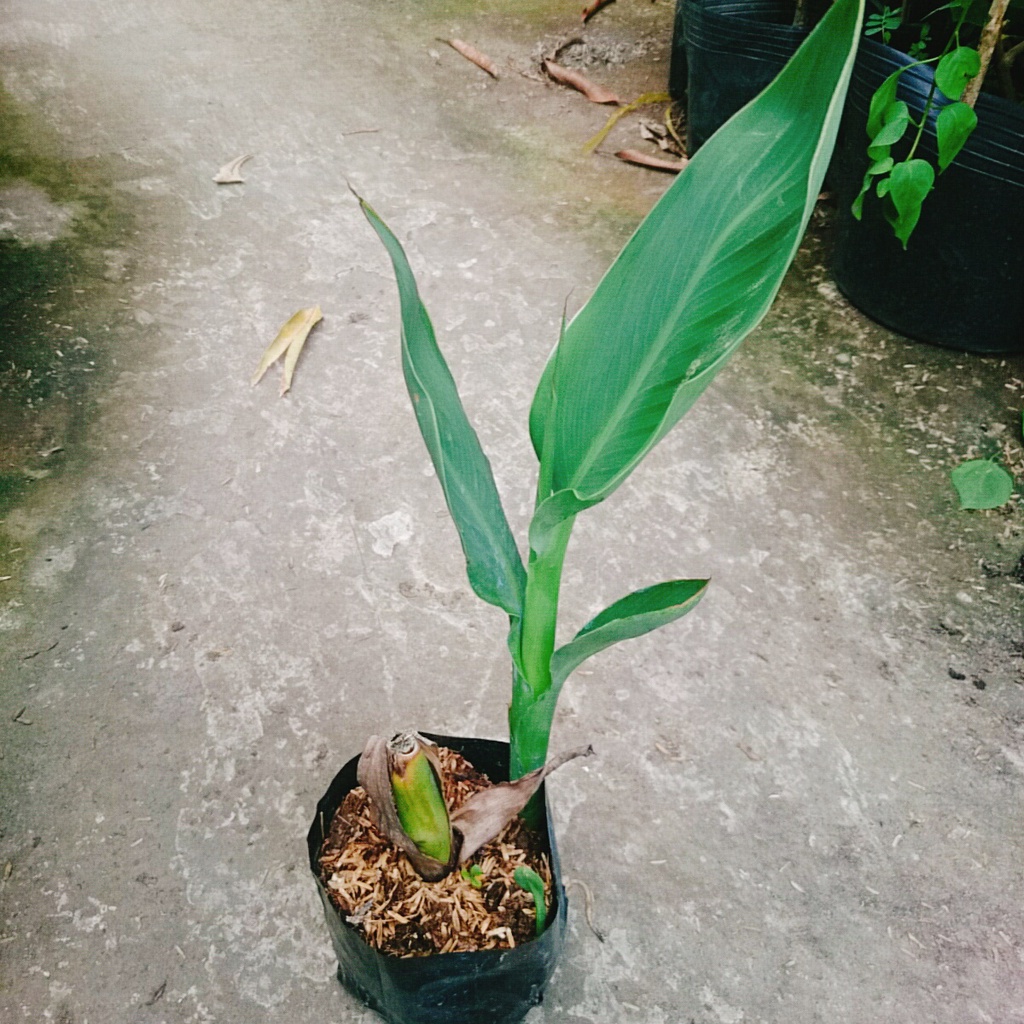 Cây Chuối Hoa thái (màu cam, thân lùn) - cây cảnh sân vườn