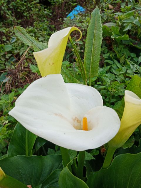 6 củ giống hoa rum trắng