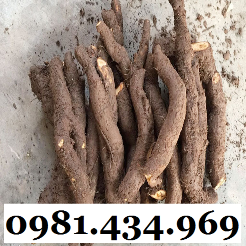 AN THAI- Củ Gai Tươi (Tầm Ma, Trữ Ma Căn) 01KG Ngon
