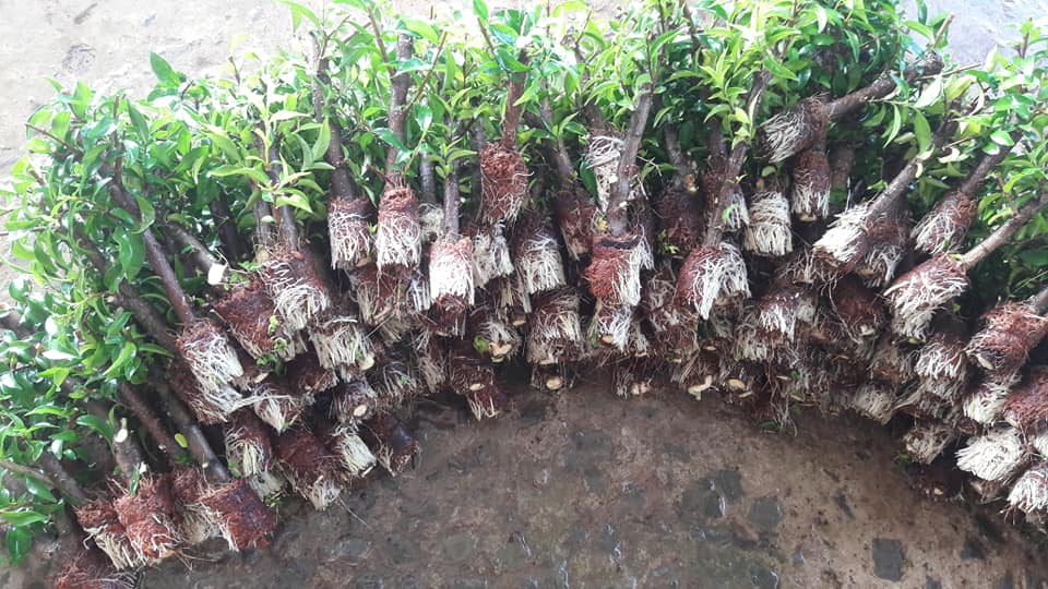 Nhánh chiết mai chiếu thủy
