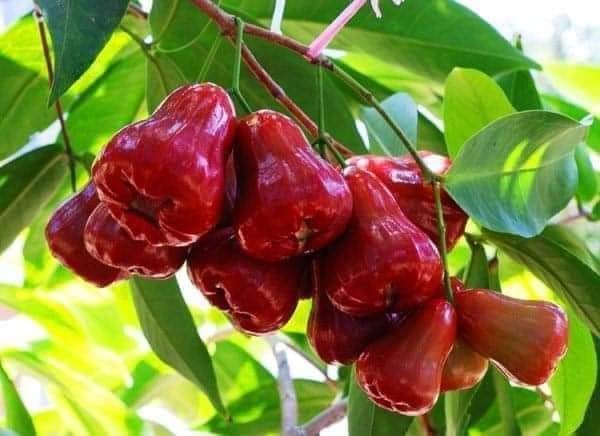 CÂY GIỐNG MẬN AN PHƯỚC