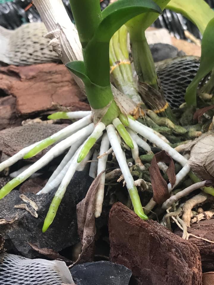 Goc247 - Phân tan chậm (VIÊN NÉN) hữu cơ vi sinh dùng cho phong lan, cây cảnh, hoa mai, hoa hồng, rau - Saitama 1kg/gói