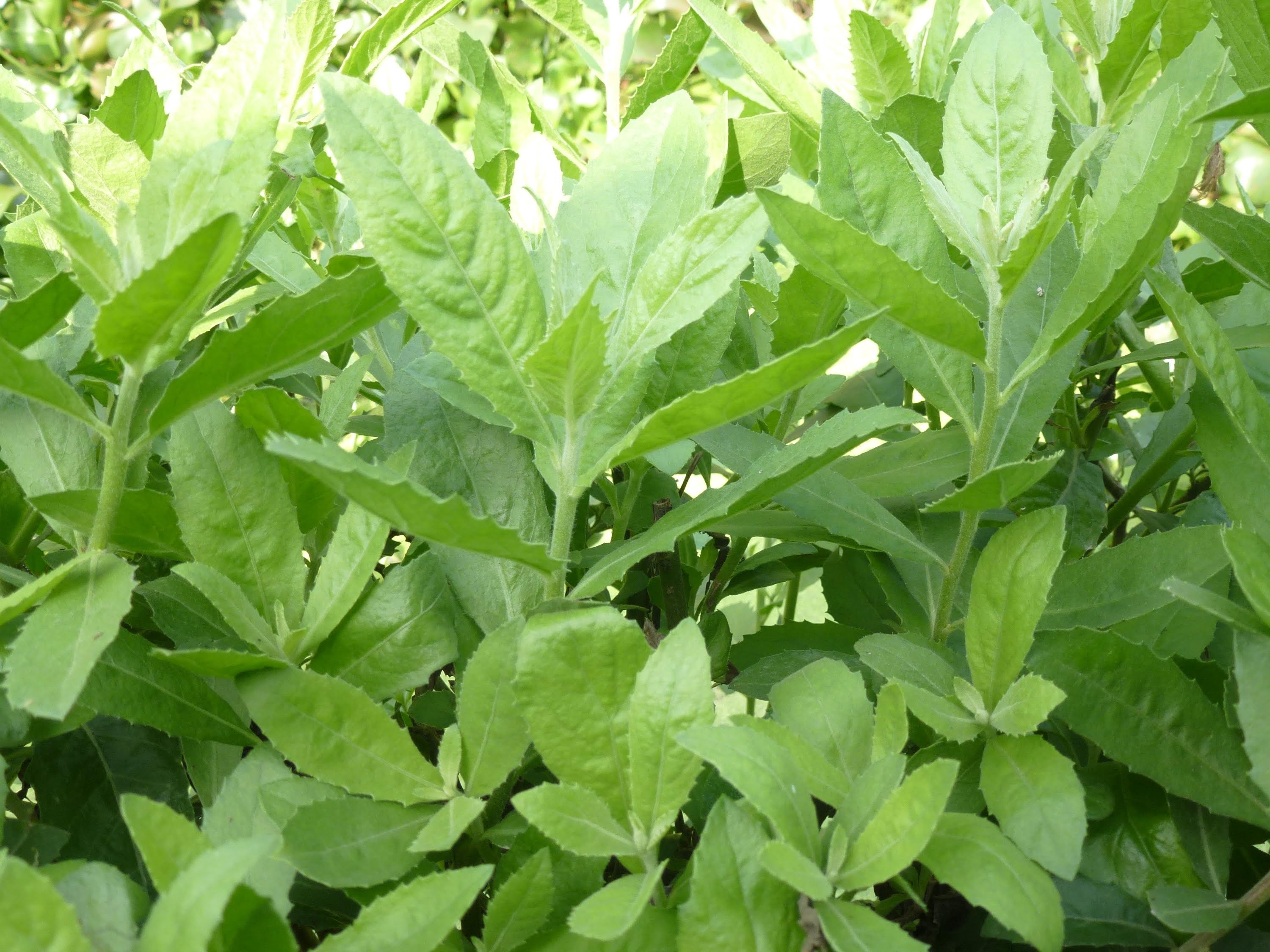 Cây cúc tần - cây giống