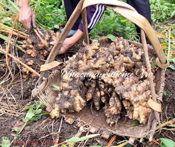 Gừng khô sấy lát (gừng sẻ đồi)