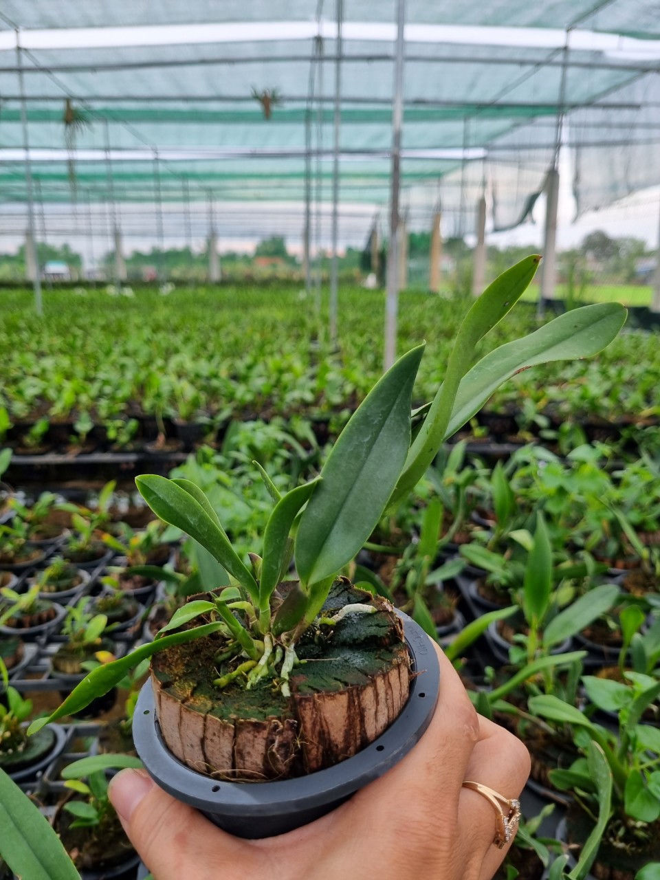 HOA LAN THIÊN THẦN LỬA