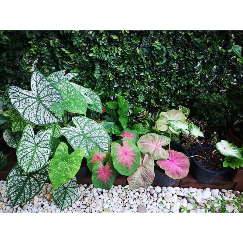 Củ môn đủ màu,sẵn mầm,bao sống 100