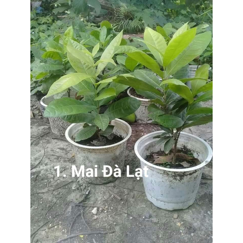 Cây mai xanh thái giống cao 10cm (ảnh thật số 2).