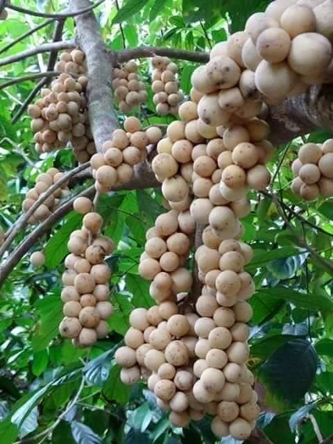 Cây bòn bon thái siêu quả giống