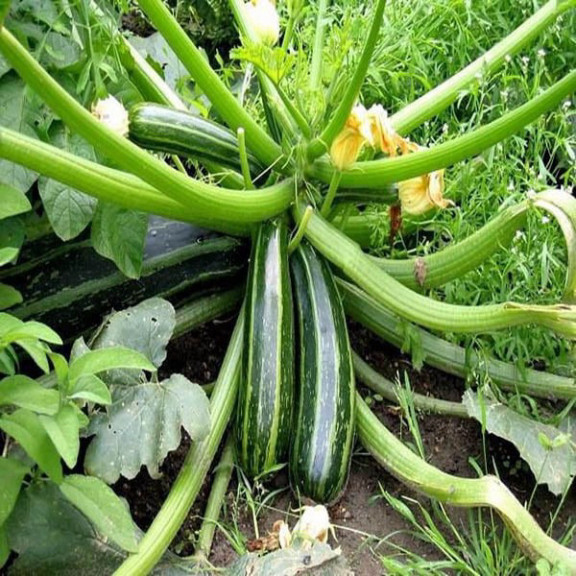 Hạt giống bí ngòi xanh - 10 hạt