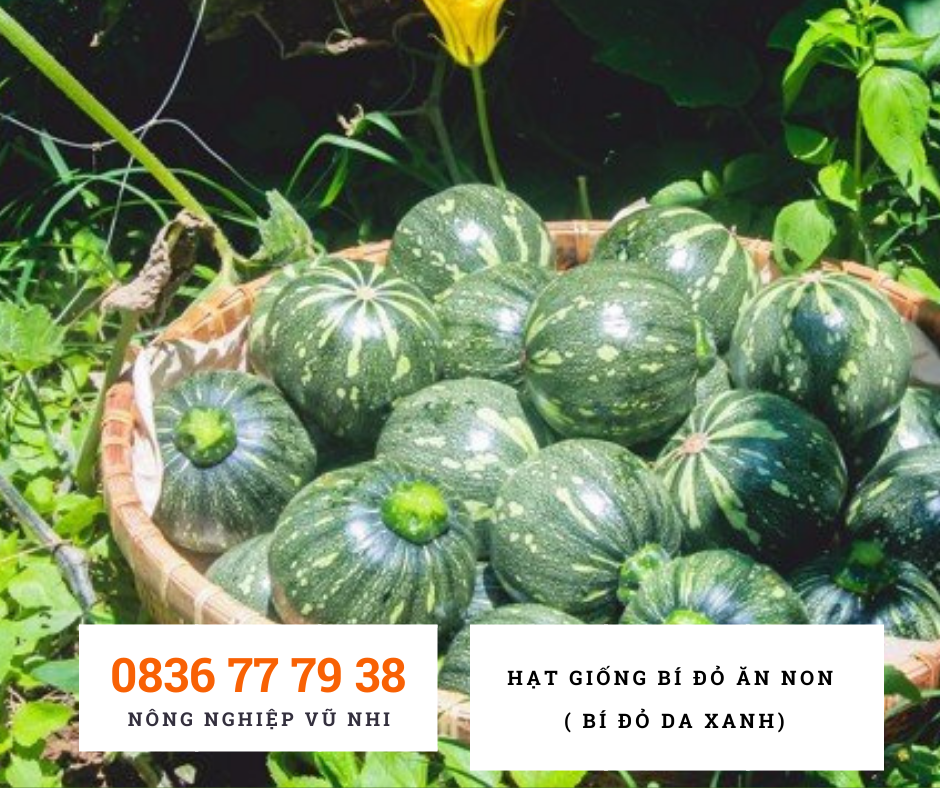 Hạt giống Bí Đỏ ăn non ( bí đỏ da xanh ) - hatgiong24h