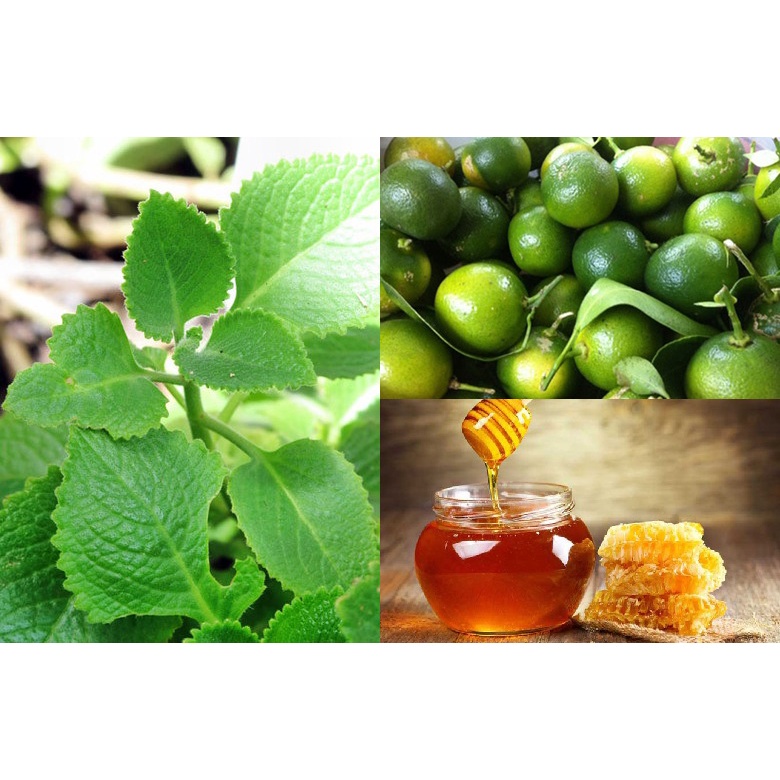 CÂY GIỐNG HÚNG CHANH ( CÂY RAU TẦN LÁ DÀY )