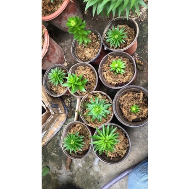 củ hoa ly lùn trồng 30 ngày có hoa(có 9 màu)