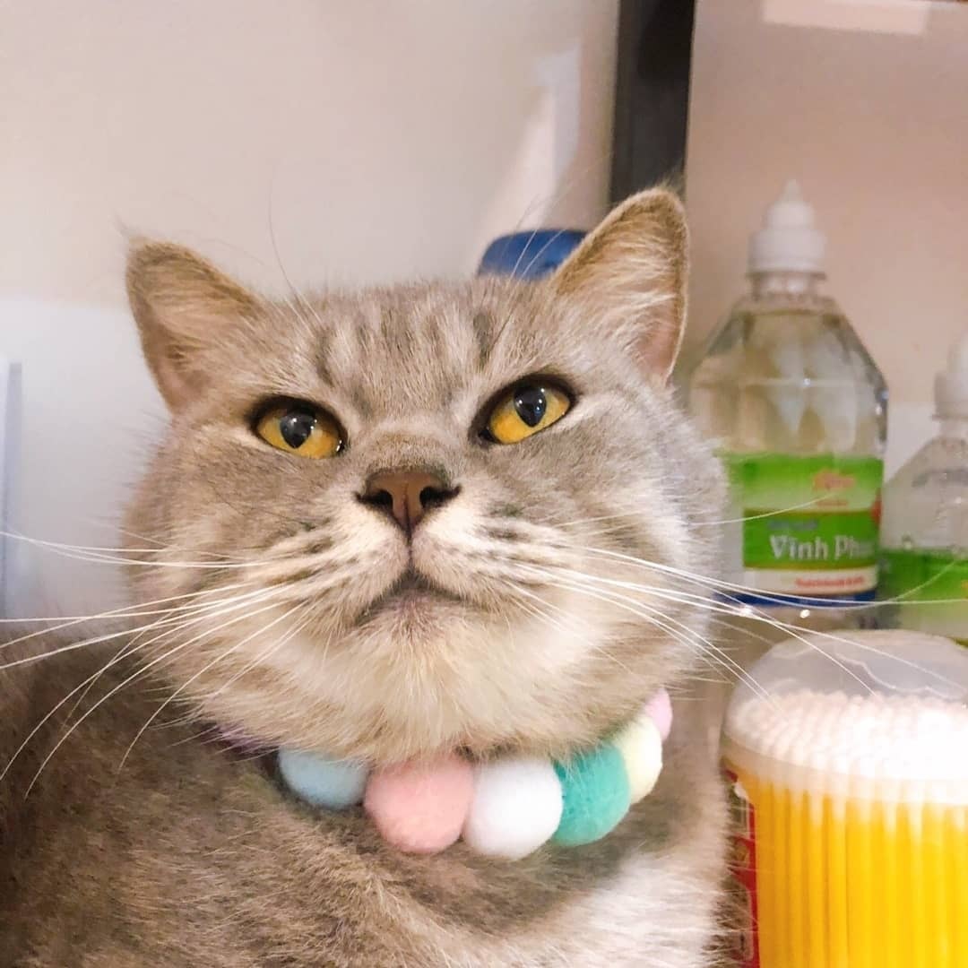 Vòng Cổ Pom Pom Cho Boss