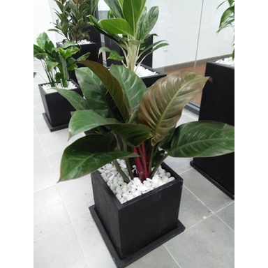 Chậu cây trầu bà đế vương tím- cây nhỏ