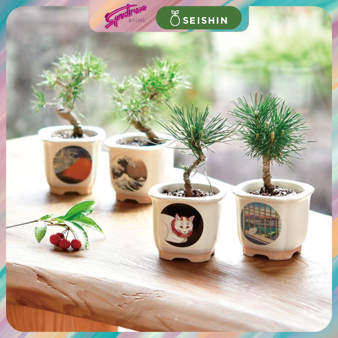 SEISHIN | Mini DIY Home Indoor Gardening | Bonsai Growing kit