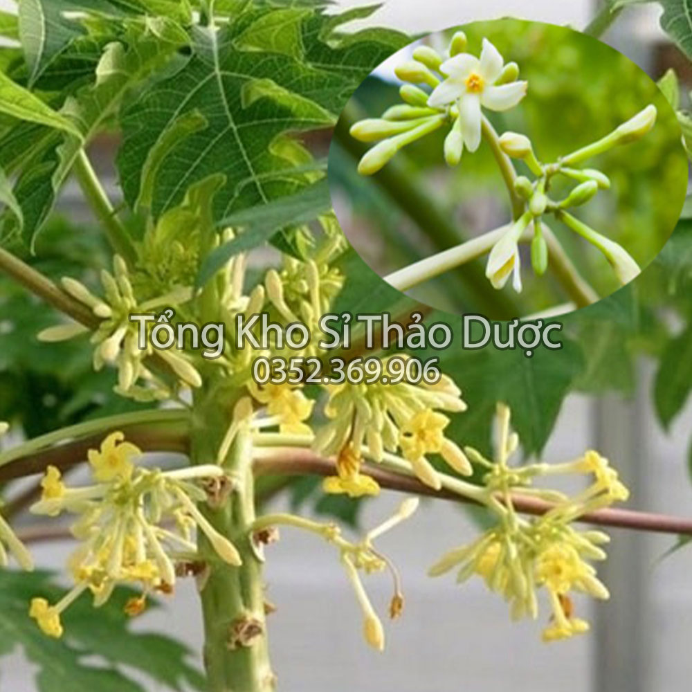Hoa Đu Đủ Đực Thượng Hạng 100g (Khô,Thơm,Sạch)