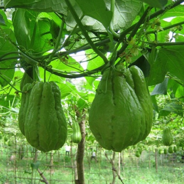 Quả su su giống đã nứt nanh ( cam kết củ già đã có rễ)