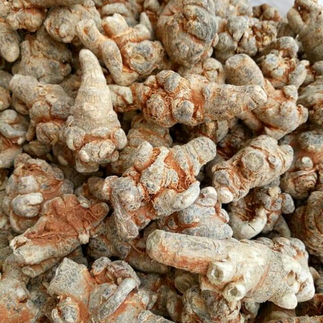 Củ Tam Thất Bắc 500gr Hàng 50 Củ/1Kg [củ 5 năm tuổi]